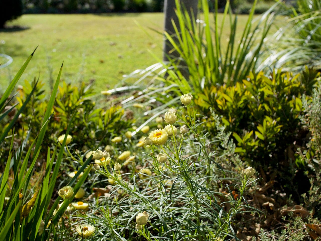 Gardening with a native edge