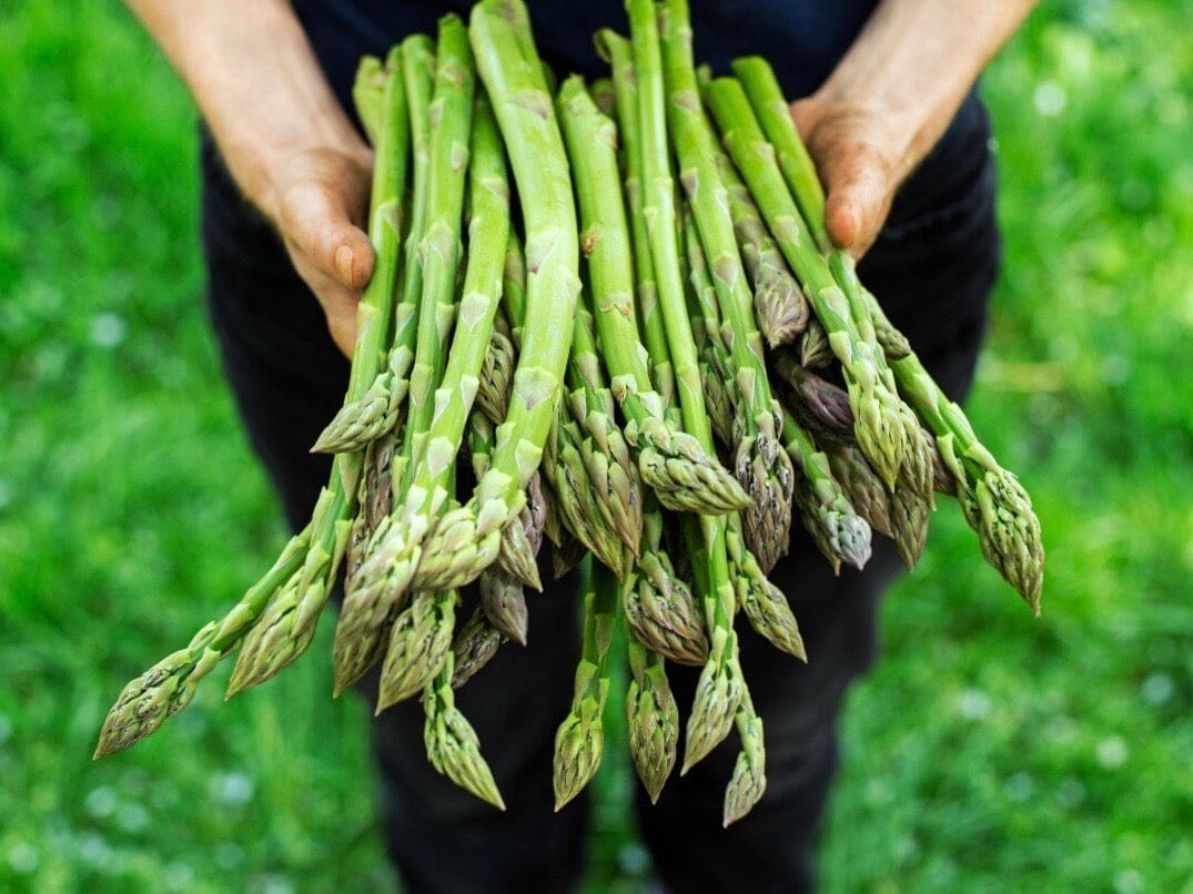 Growing asparagus