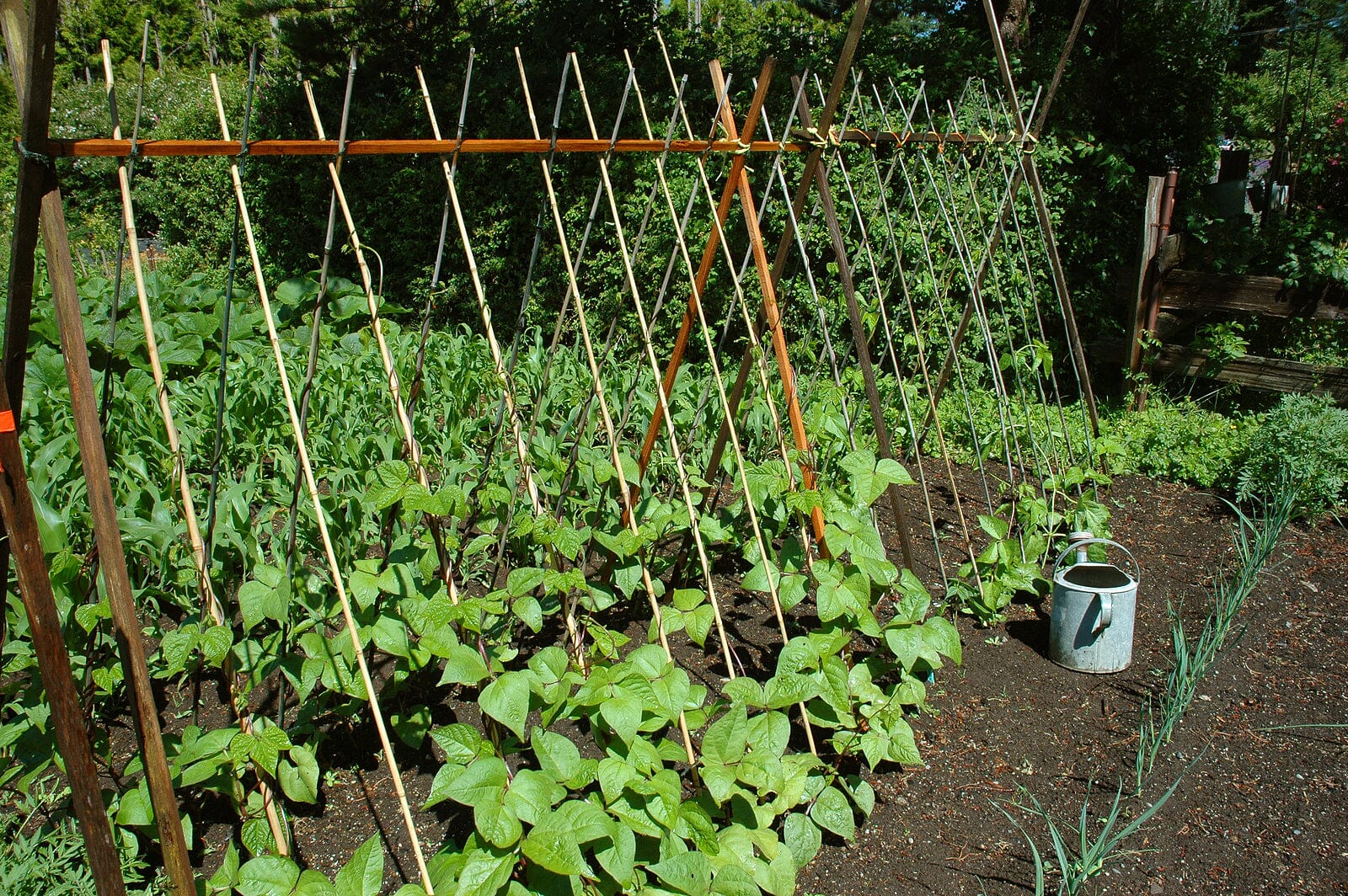 Growing beans