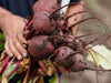 Growing Beetroots