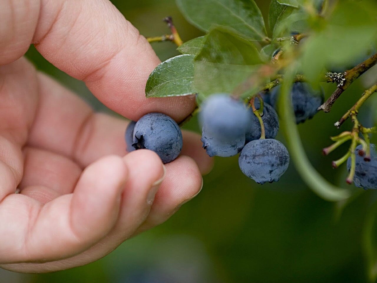 Growing Blueberries in Brisbane Brookfield Gardens