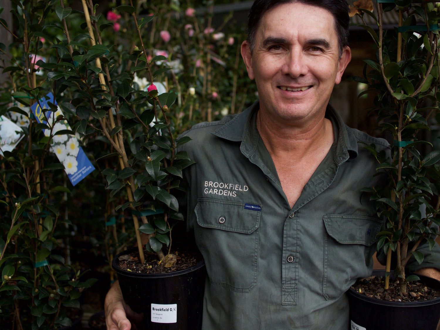 Growing Camellias in Brisbane