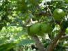 Growing Citrus in Brisbane