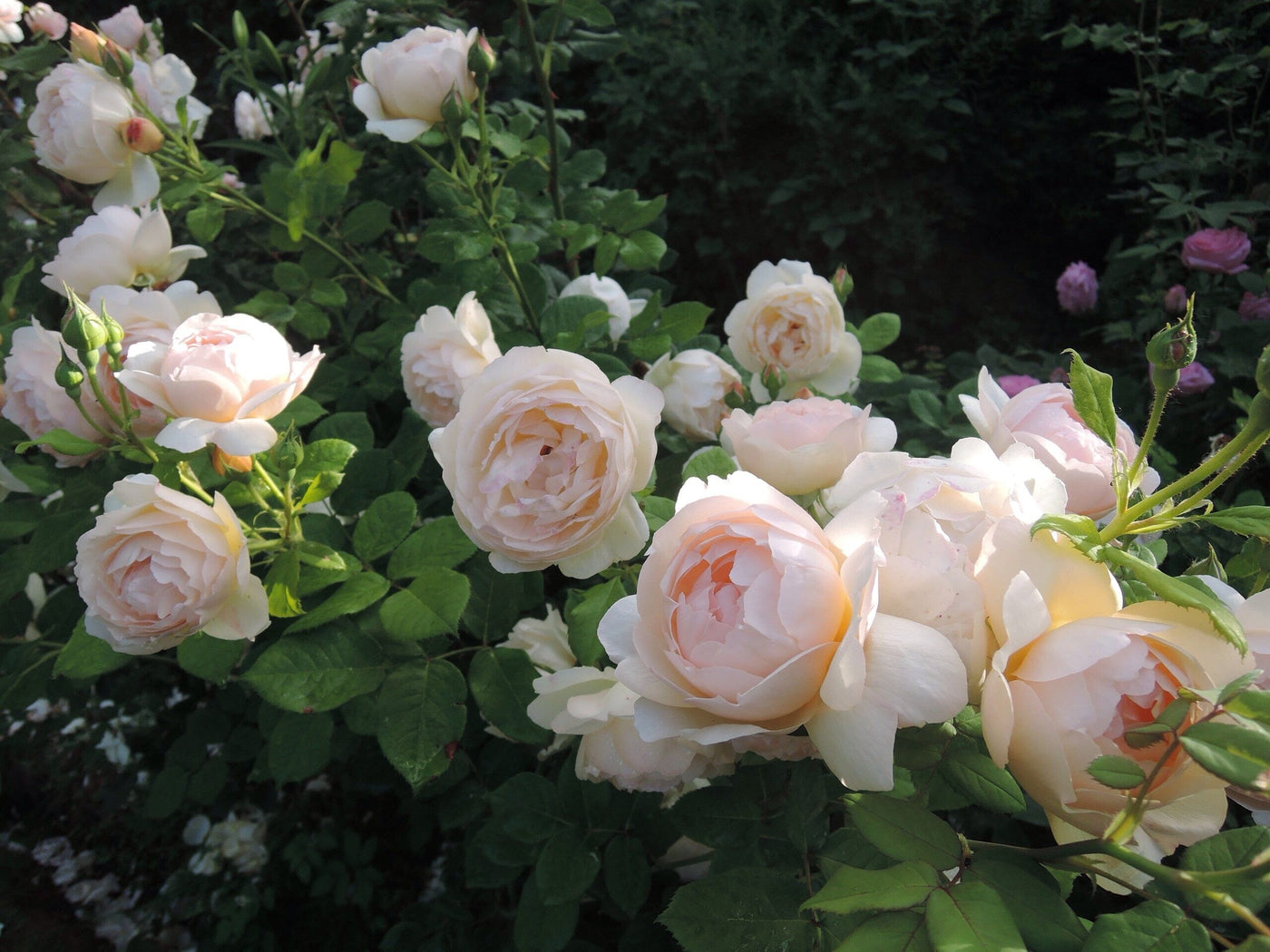 Growing Roses in Brisbane Brookfield Gardens