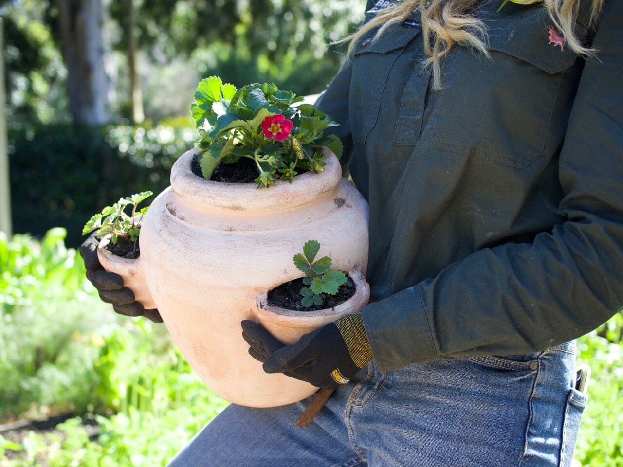 Growing Strawberries