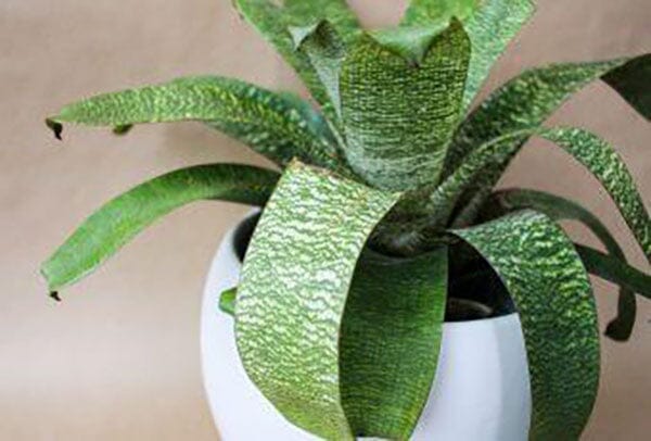 House Plants Your Friends Don’t Have