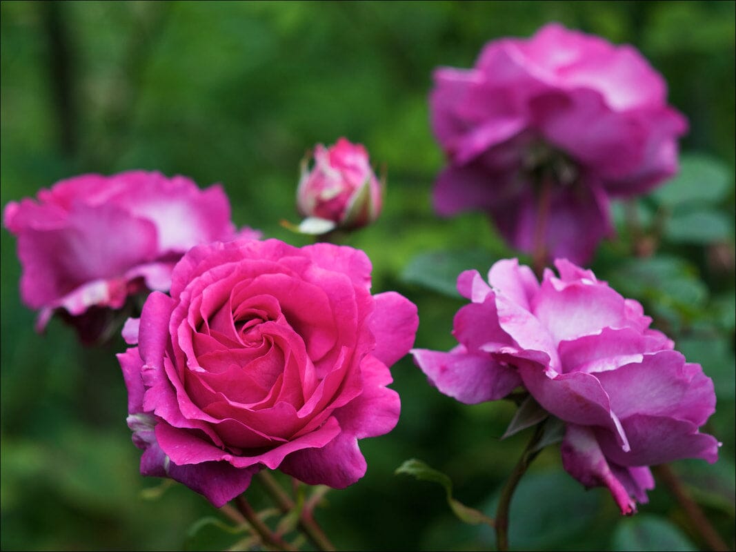 Planting winter bagged roses in Brisbane