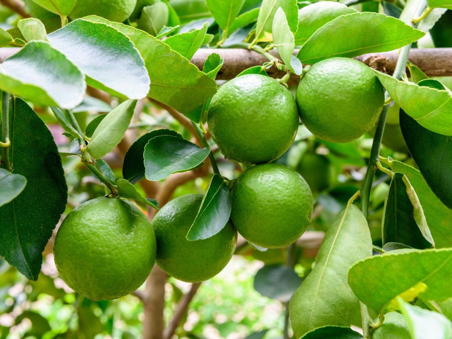 Traditional margarita recipe using your own limes