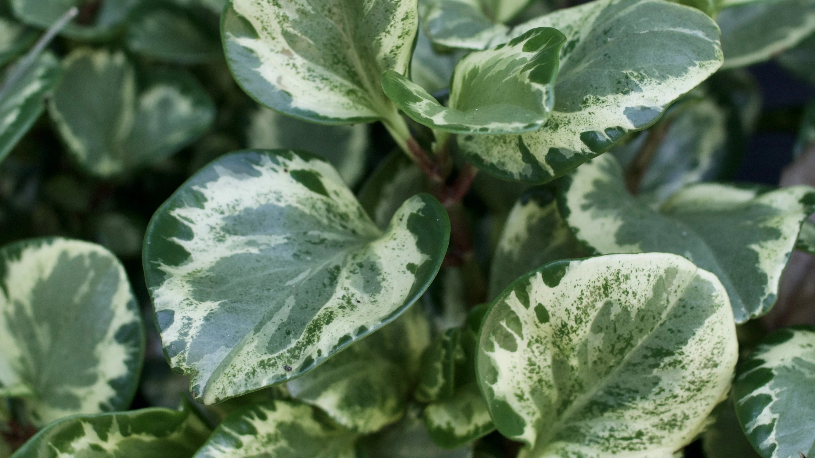 Indoor Plants