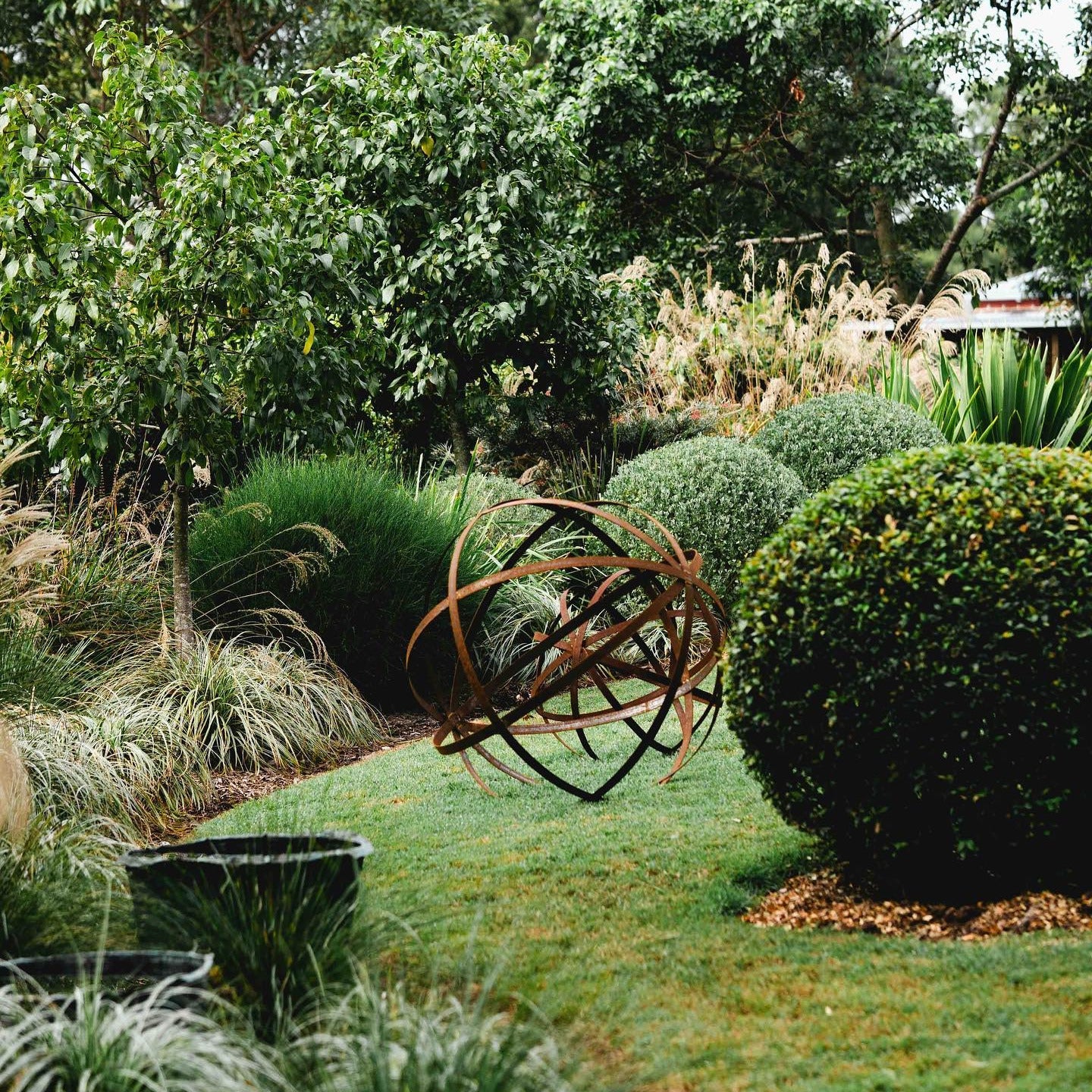Olives | Companion planting