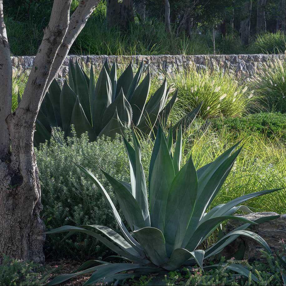Agave