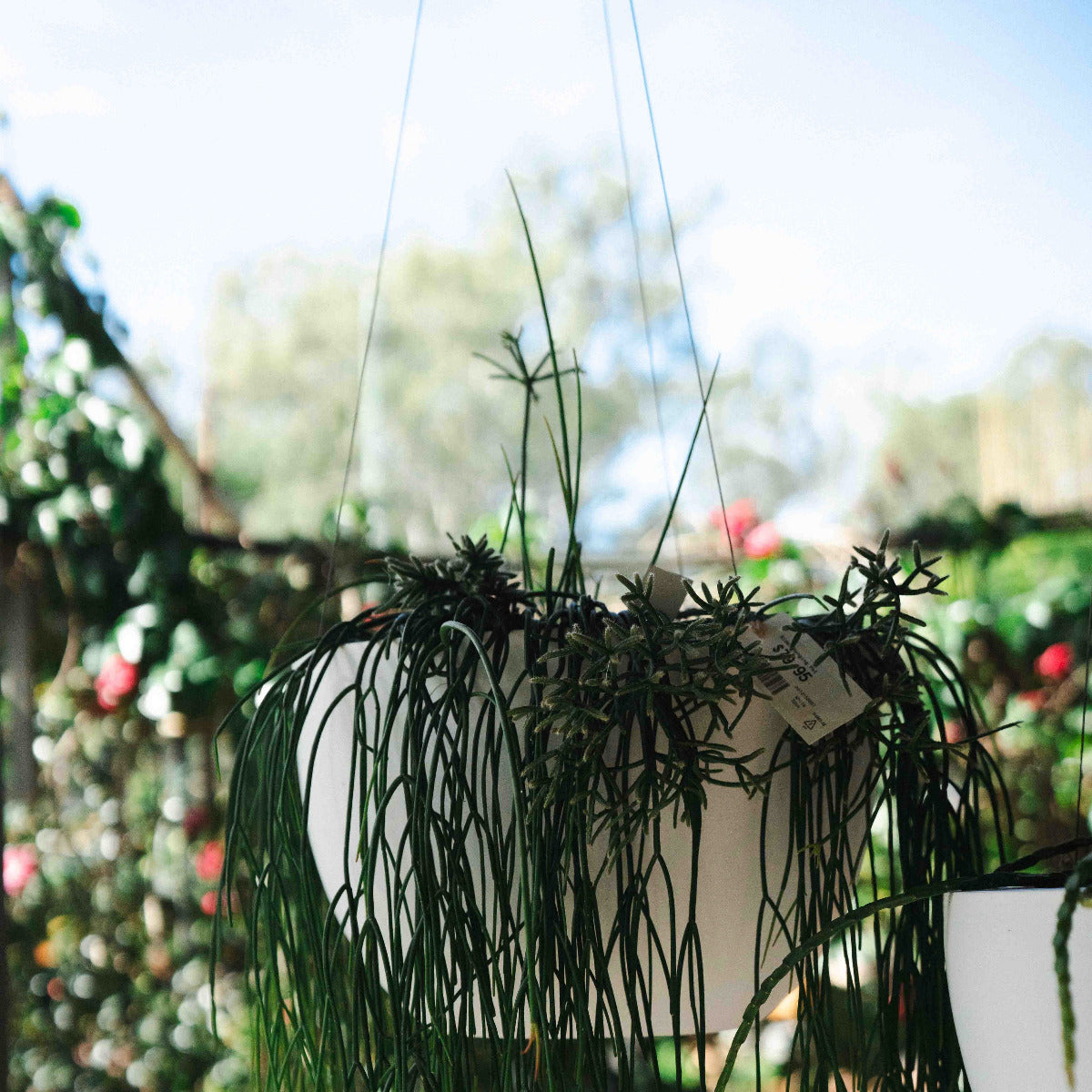 Alder Hanging Pot White 