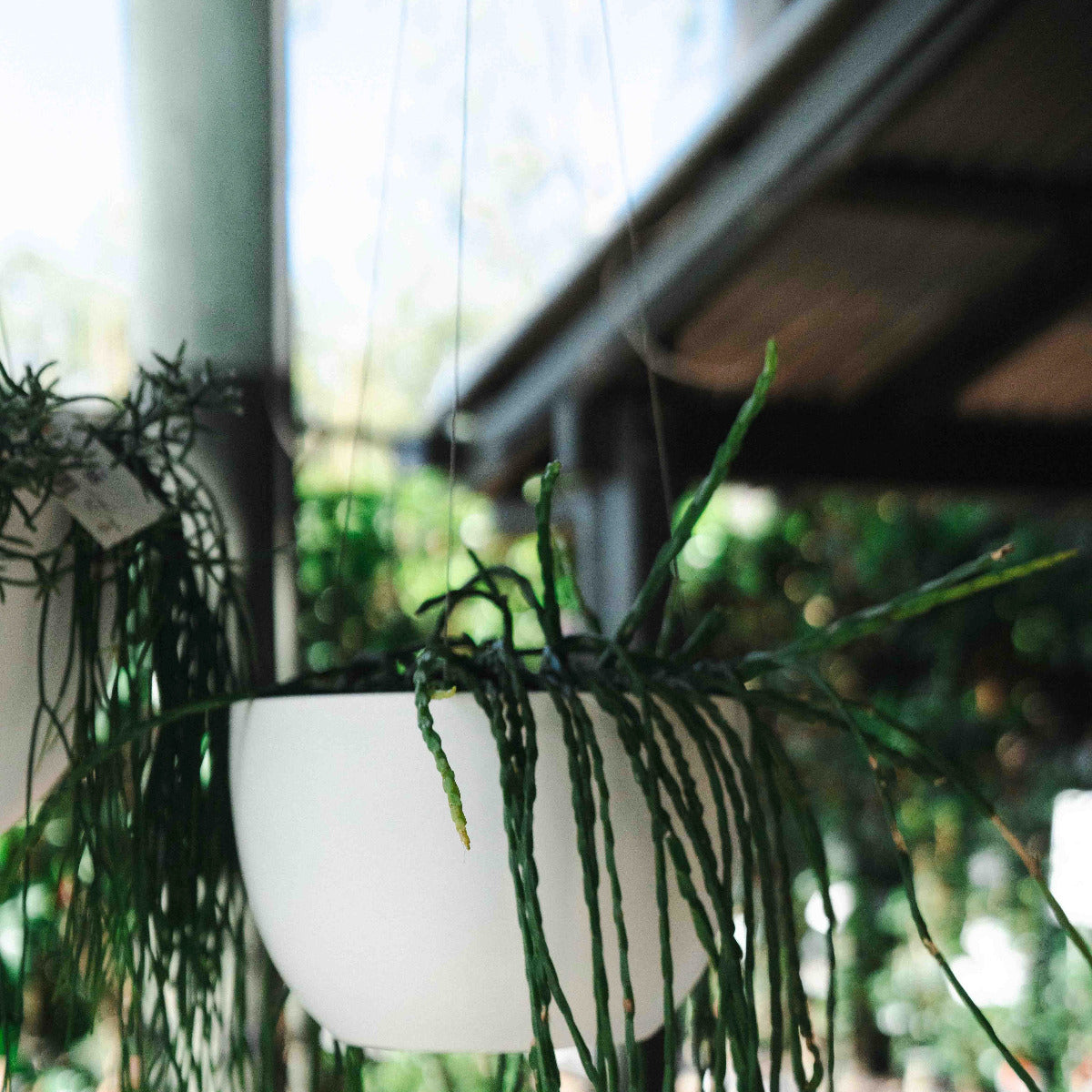 Alder Hanging Pot White Lightweight