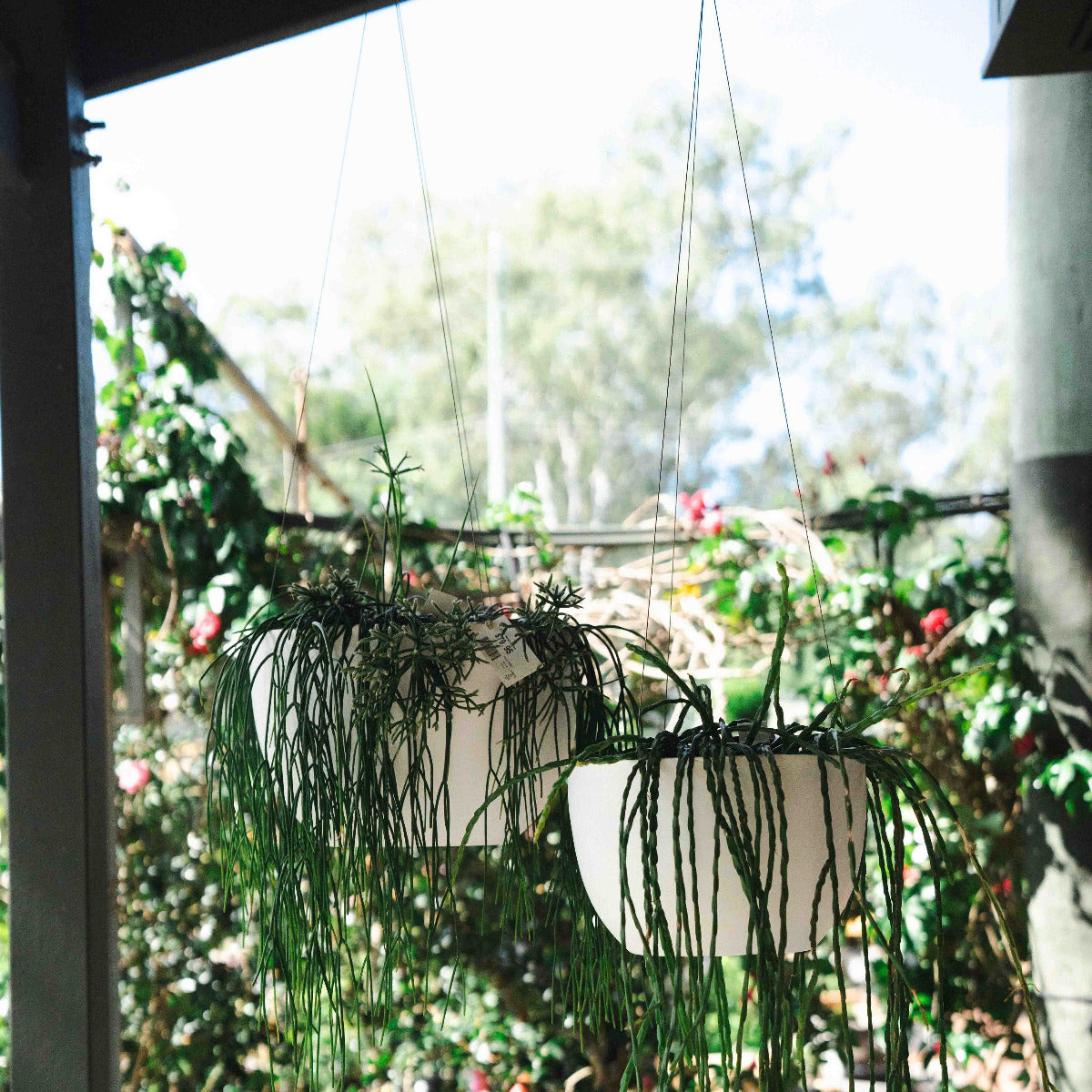 Alder Hanging Pot White Lightweight
