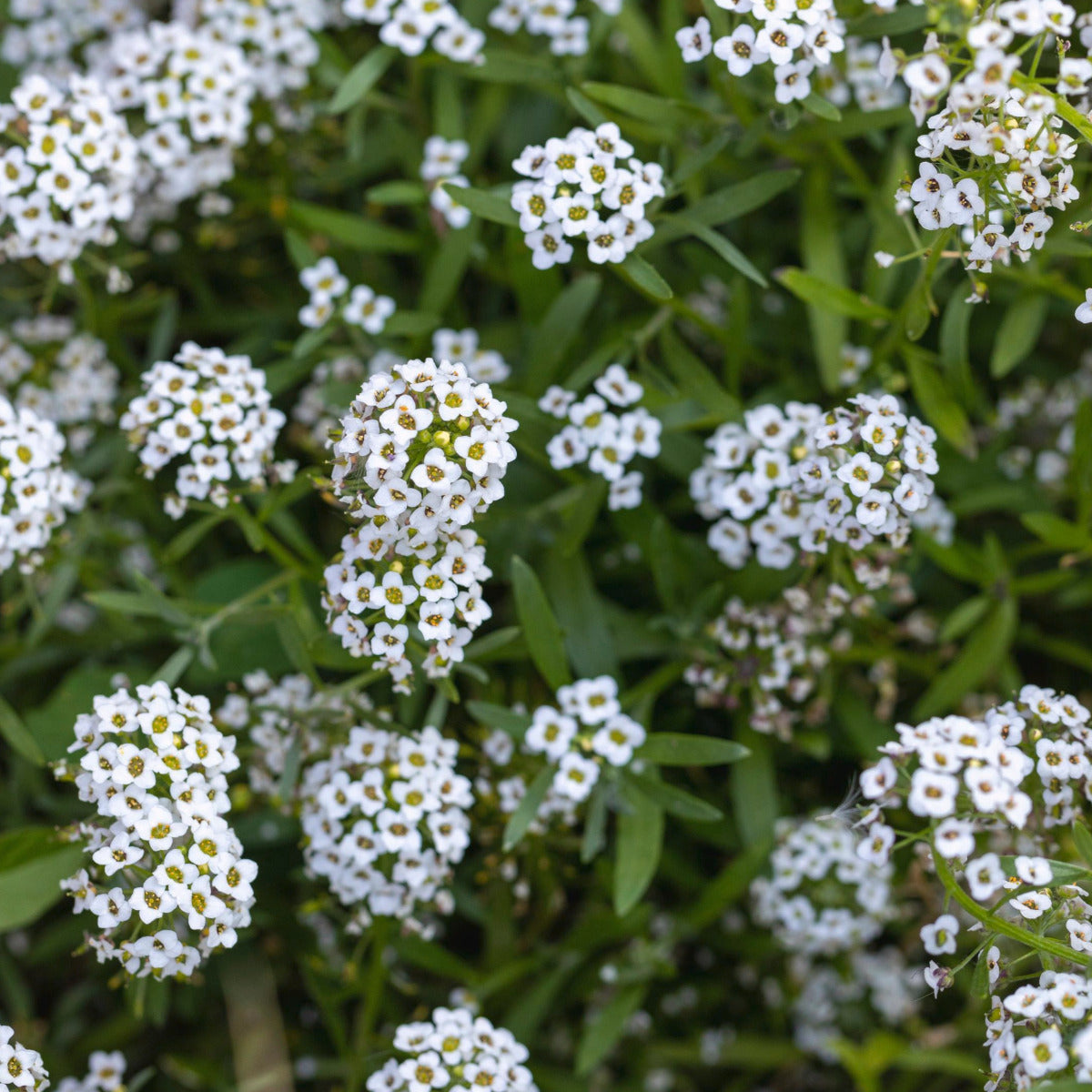 Alyssum