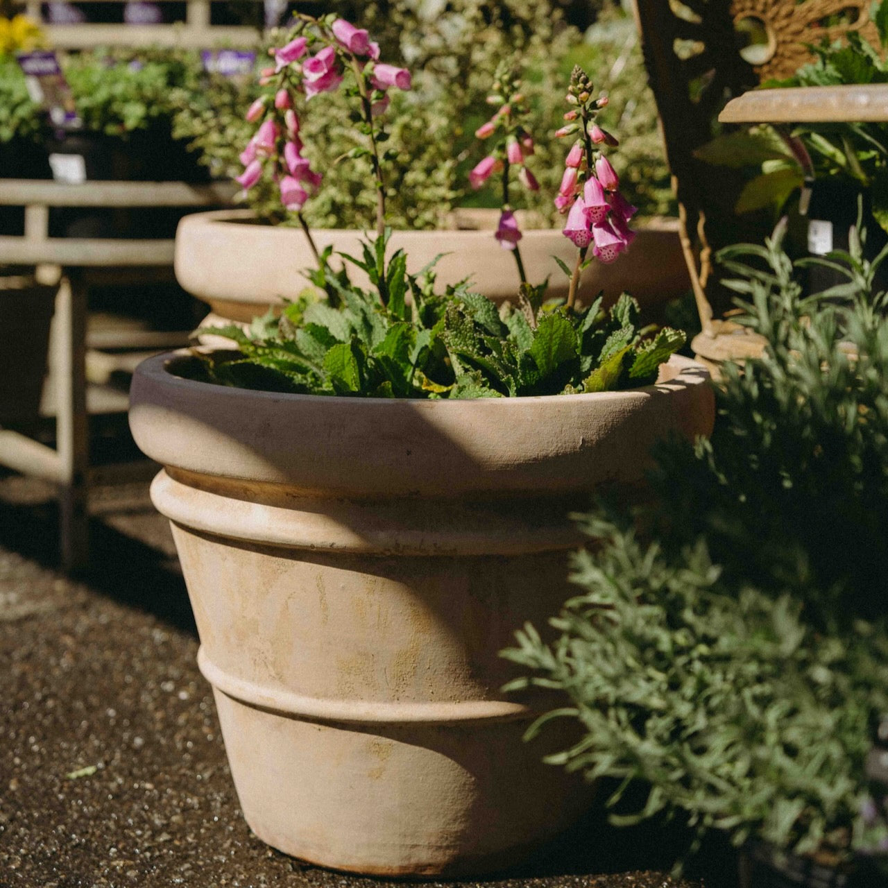 A large terracotta-colored stacked planter pot containing green foliage and pink foxglove flowers, photographed in a garden or nursery setting with other pots and plants in the background.