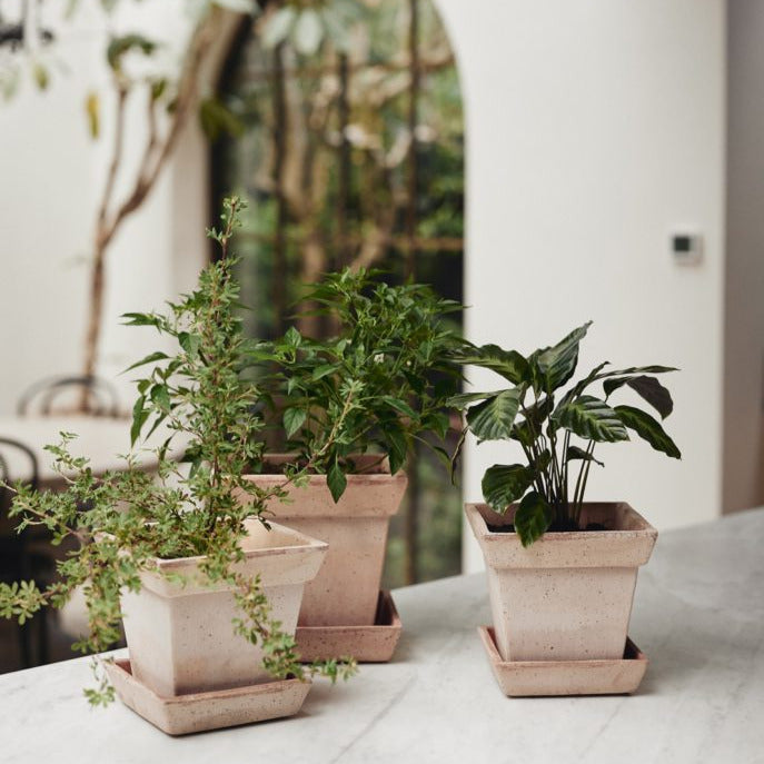 Gaia Rosa Pot inc saucer