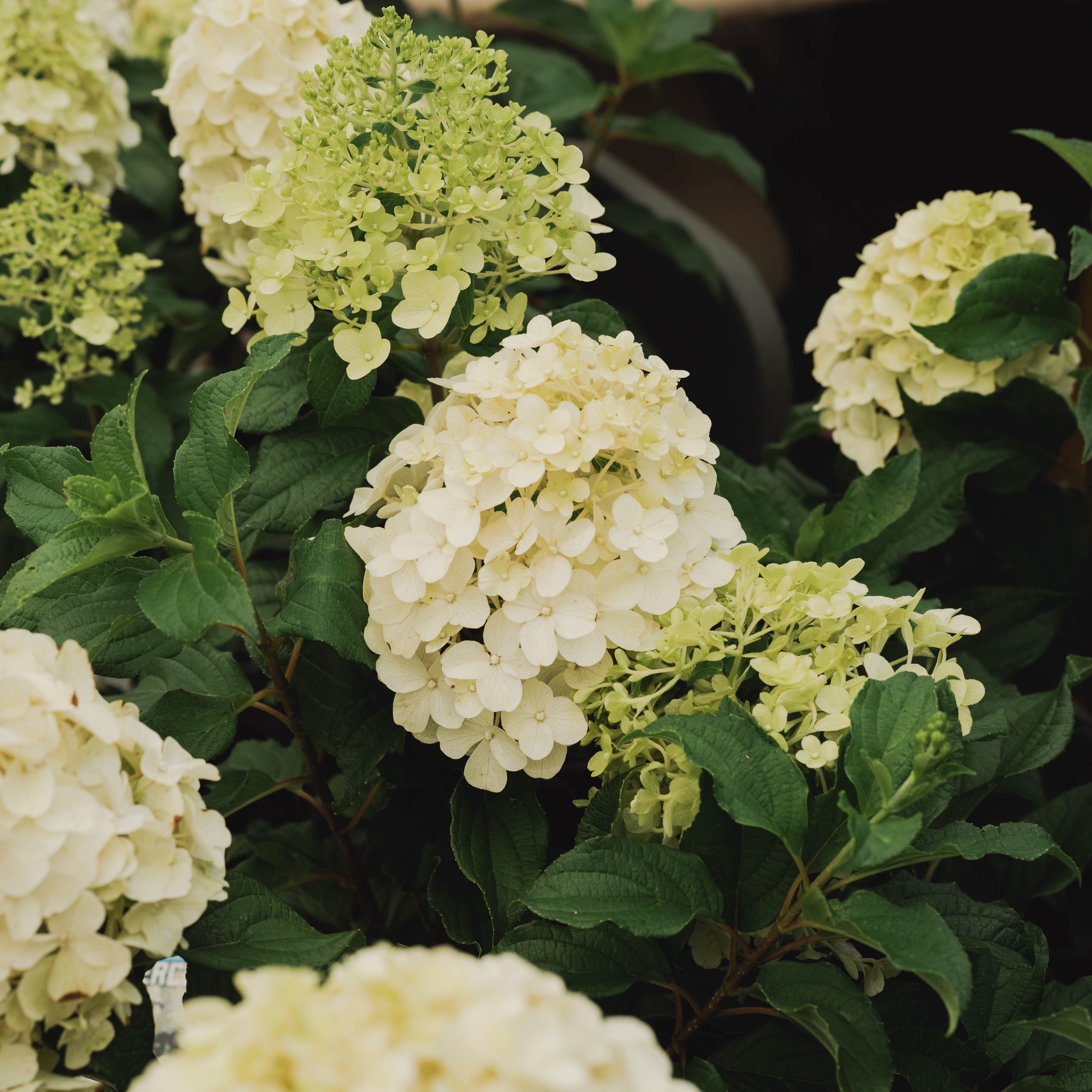 Hydrangea Hercules