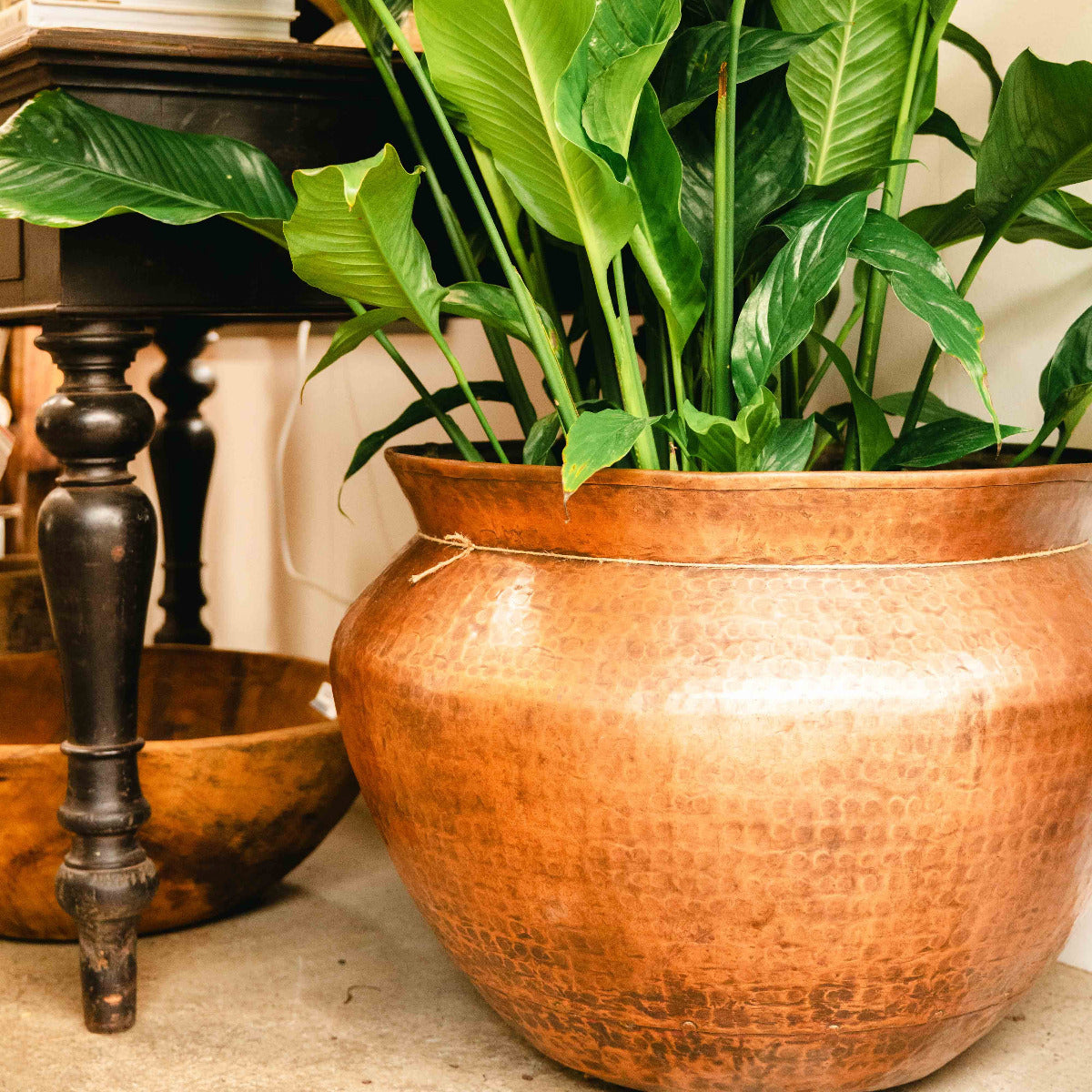 Large green potted plant in a textured brown pot on a surface with a blurred background