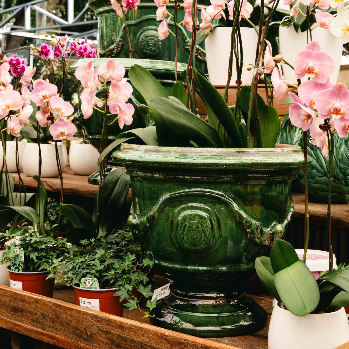Green Versailles Coupe