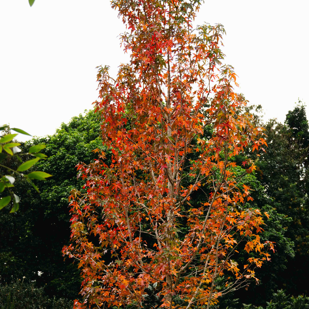 Liquid Amber, Liquidambar styraciflua