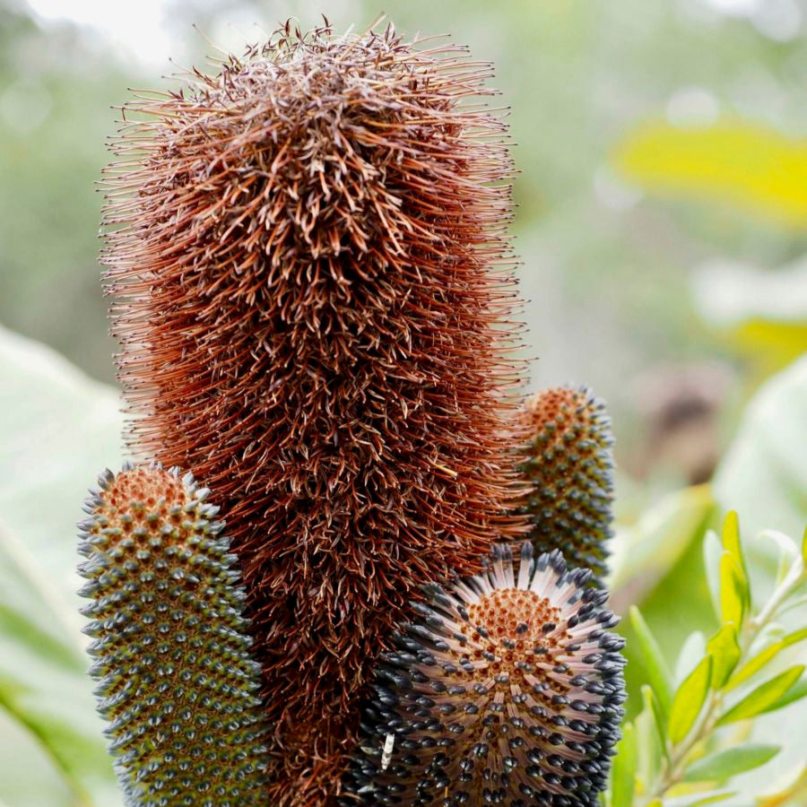 Banksia robur, Swamp banksia