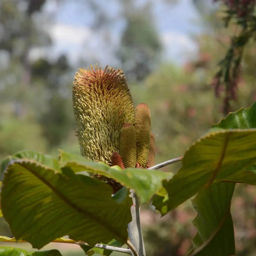 Banksia robur, Swamp banksia