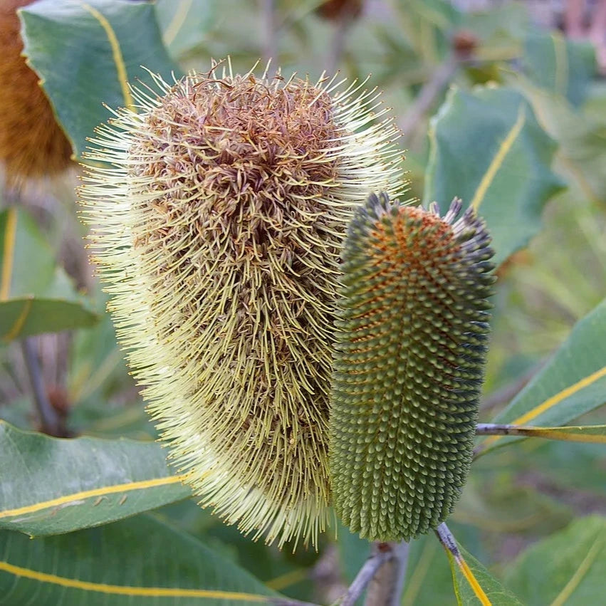 Banksia robur, Swamp banksia