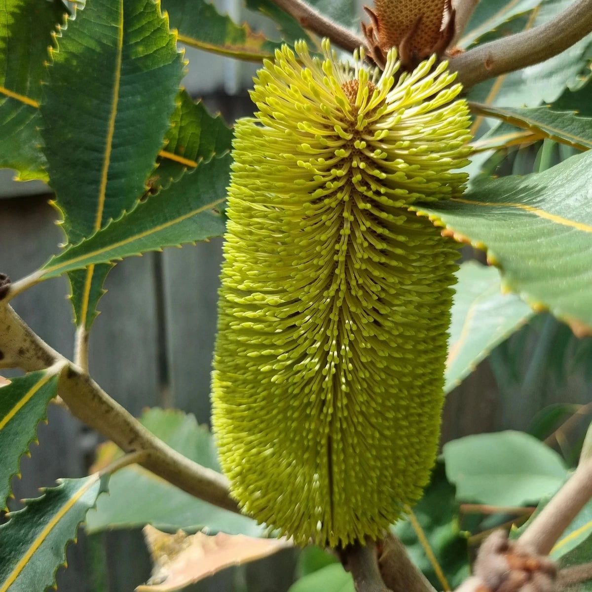 Banksia robur, Swamp banksia