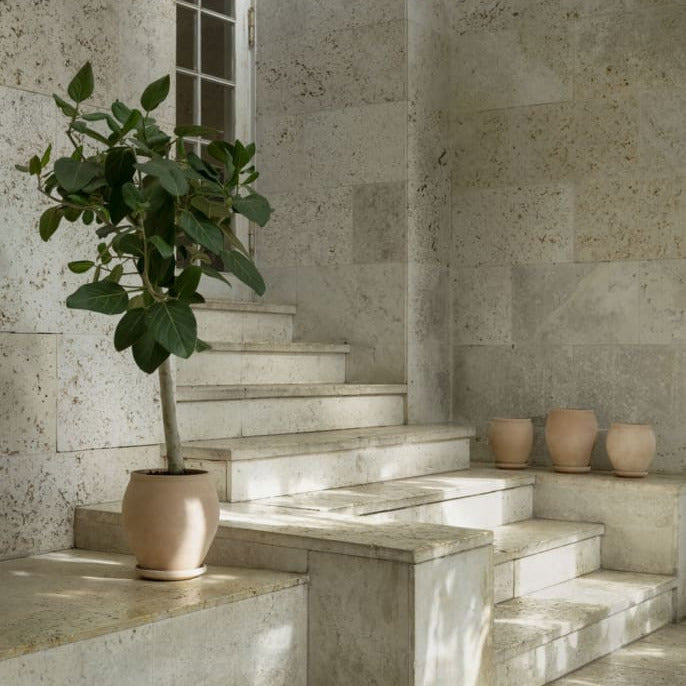 Delphi Rosa with Saucer