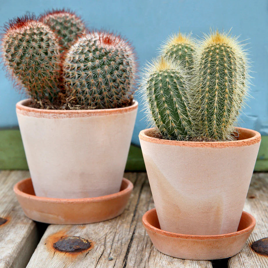 Two potted cacti in light peach ceramic pots with matching saucers, placed on a rustic wooden surface against a blue wall.