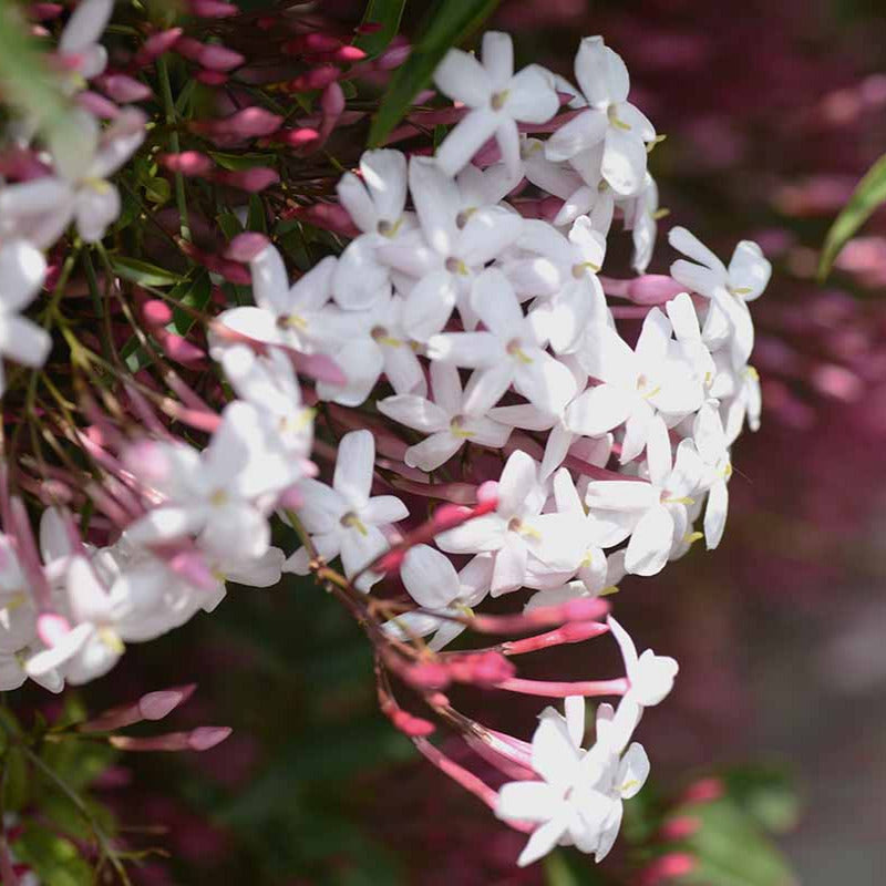 Jasmine polyanthum, Pink Jasmine