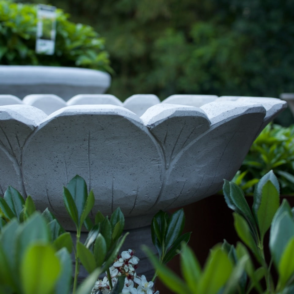 A large, textured gray concrete lotus-shaped garden basin surrounded by green foliage in an outdoor garden setting.