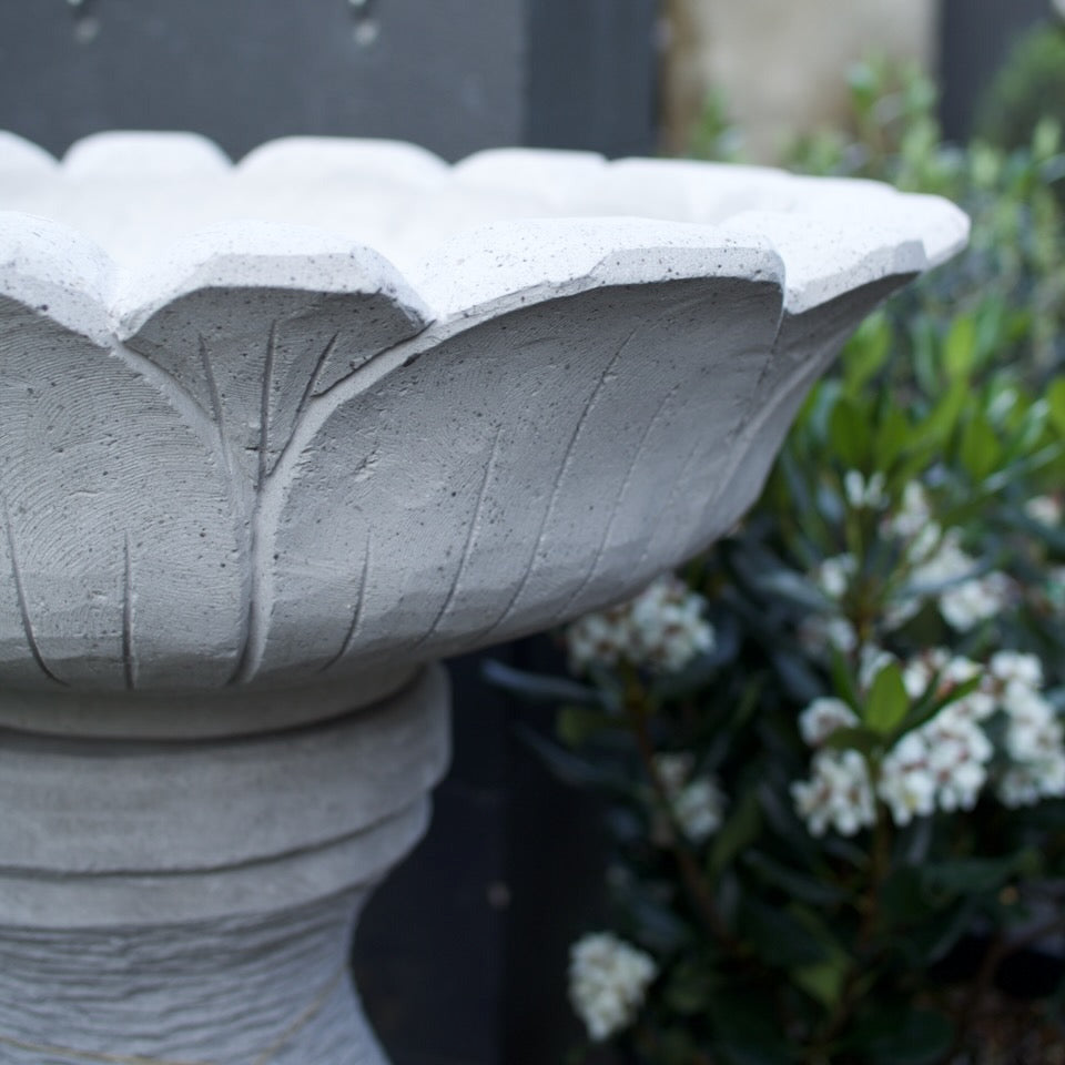 A close-up of a light gray concrete garden bird bath with a scalloped rim, set outdoors next to green foliage and small white flowers.