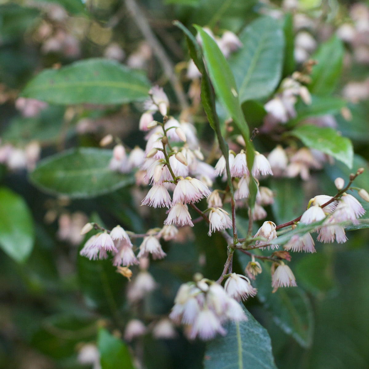 Blueberry Ash, Elaeocarpus reticulatus
