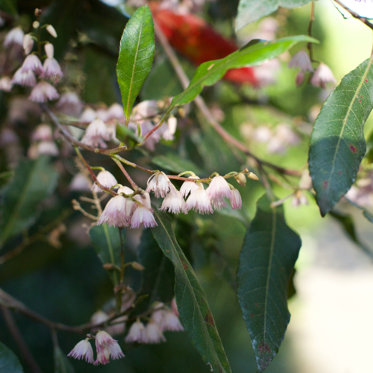 Blueberry Ash, Elaeocarpus reticulatus