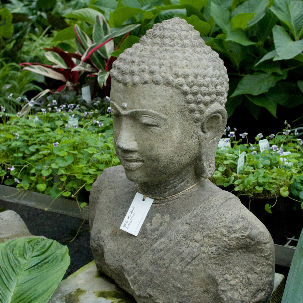 Buddha Head