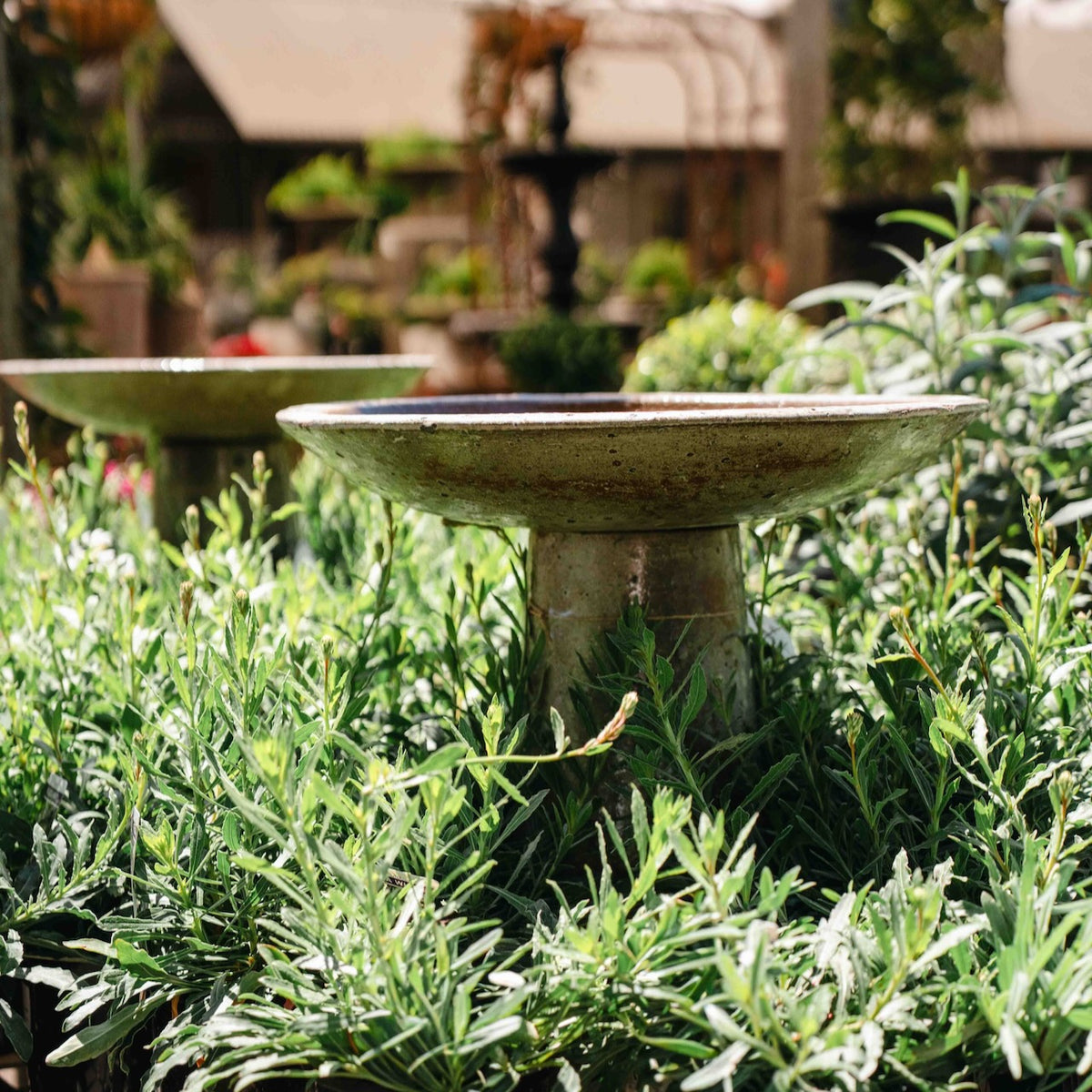 Canyon Stone Bird Bath with wide shallow bowl and aged stone finish surrounded by flowering garden plants.
