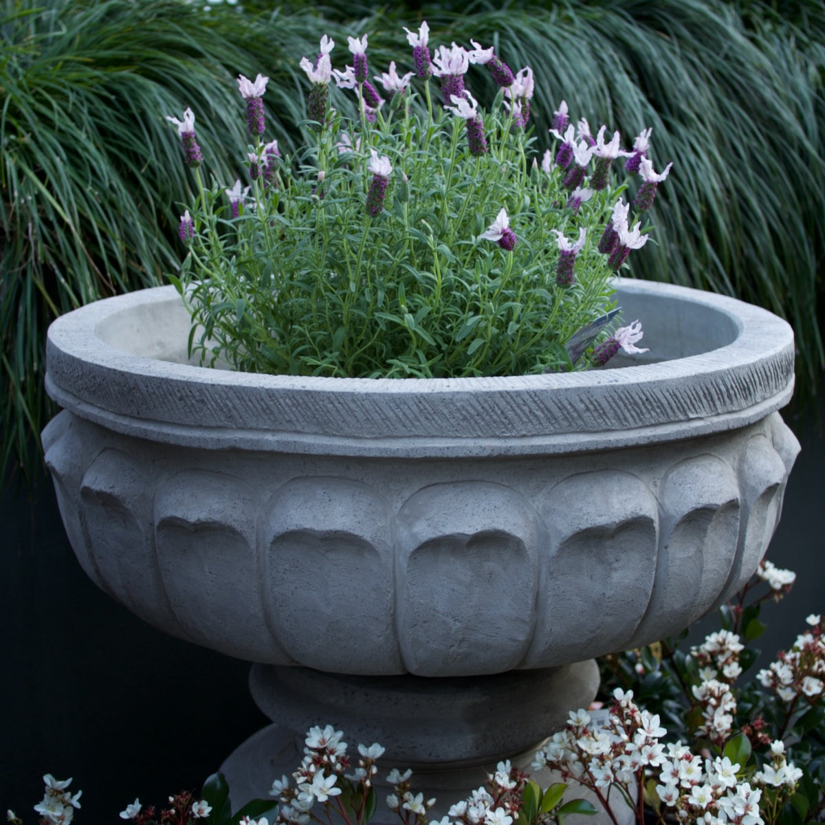 A large round gray stone planter with a fluted pedestal base, filled with green lavender plants and purple flowers, set against a dark garden background with green foliage and small white flowers in the foreground.