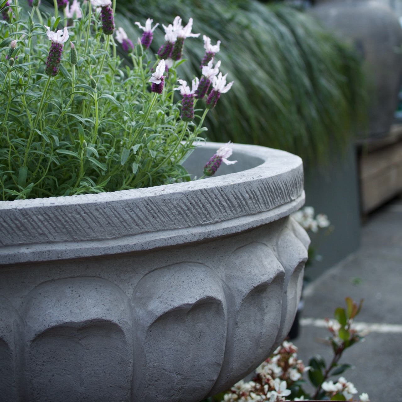 A large round concrete planter with carved decorative details, filled with green foliage and lavender flowers with purple and white blossoms, photographed outdoors on a patio.