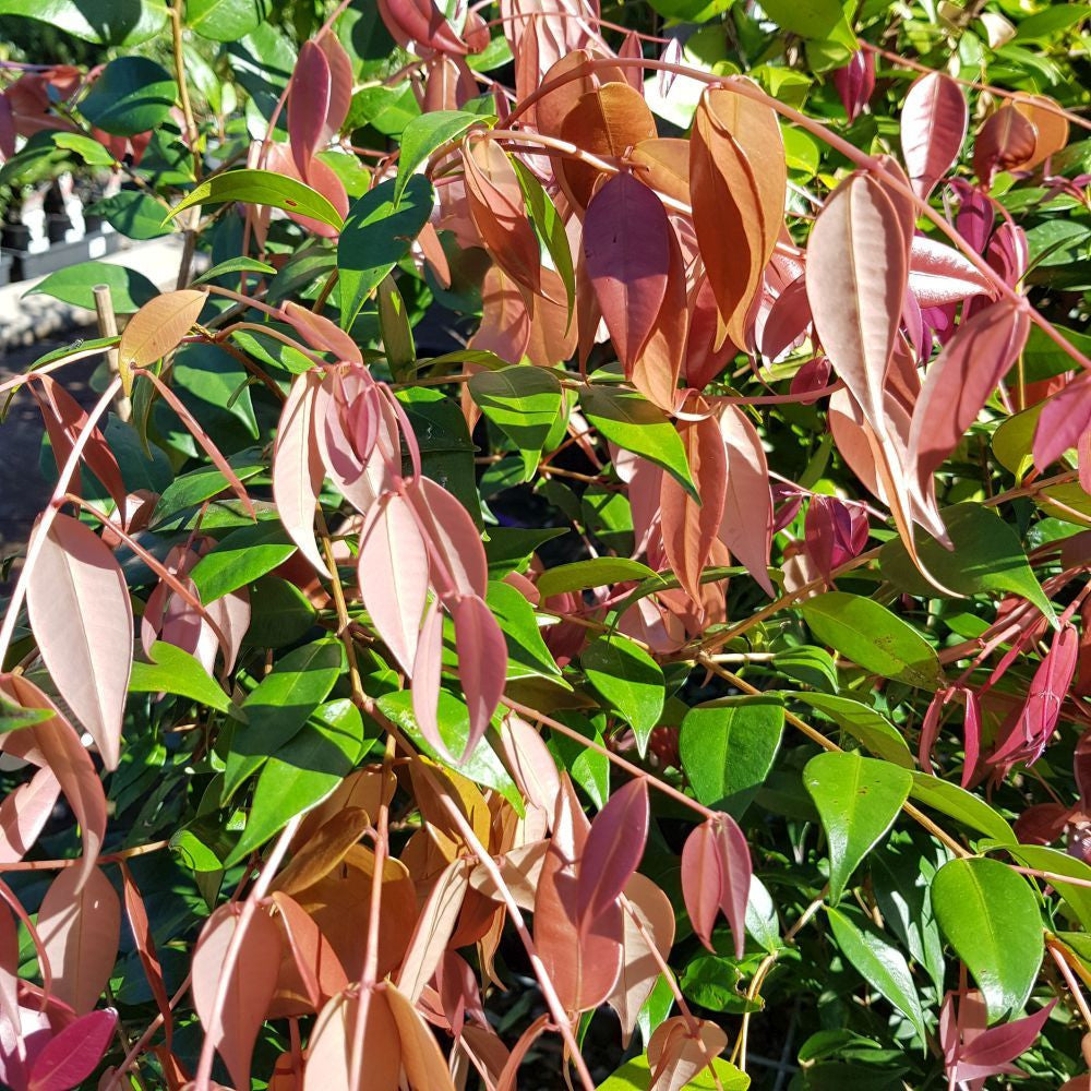 Cascade or Weeping Lilly Pilly, Syzygium