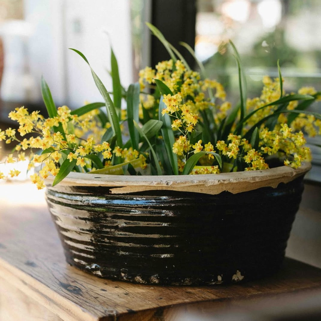 Authentic Chinese vintage earthenware basin with aged black glaze planted with yellow dancing lady orchids.