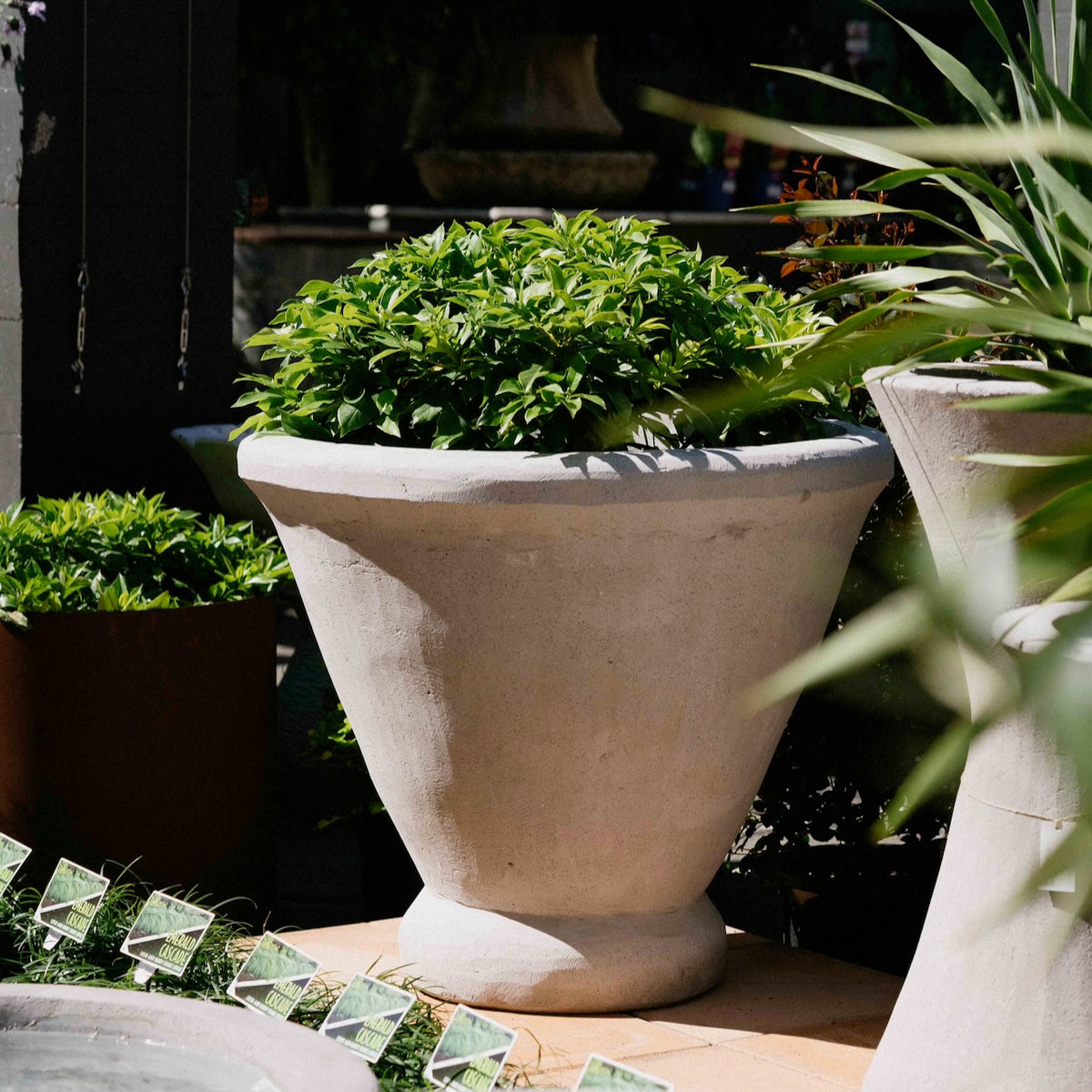 A large light beige concrete planter pot filled with green leafy plants, photographed outdoors on a patio with other plants and pots in the background.