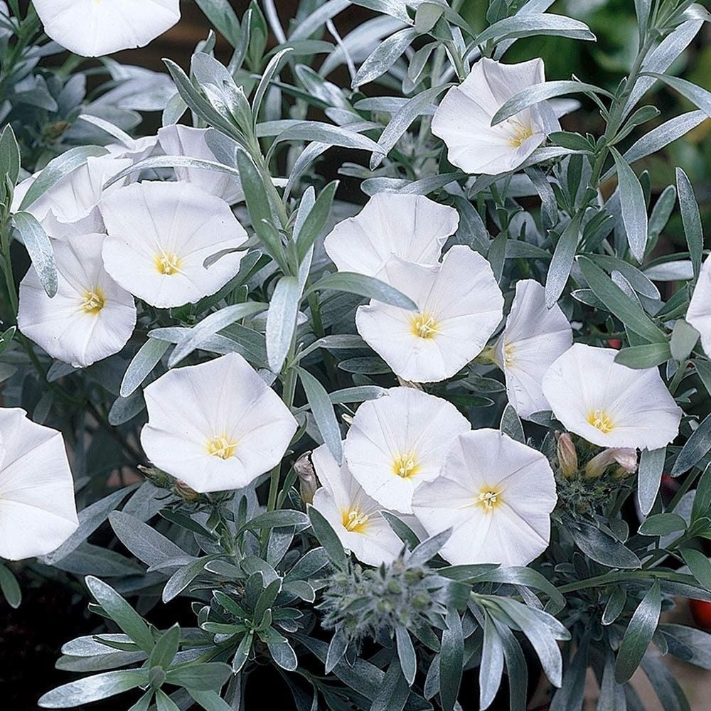 Convolvulus cneorum, 'Silver Bush'