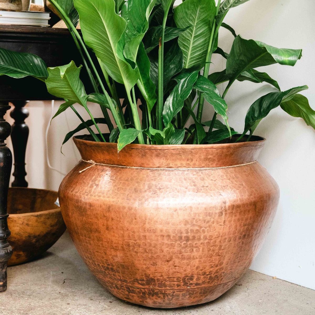 Large green potted plant in a copper pot against a white wall.