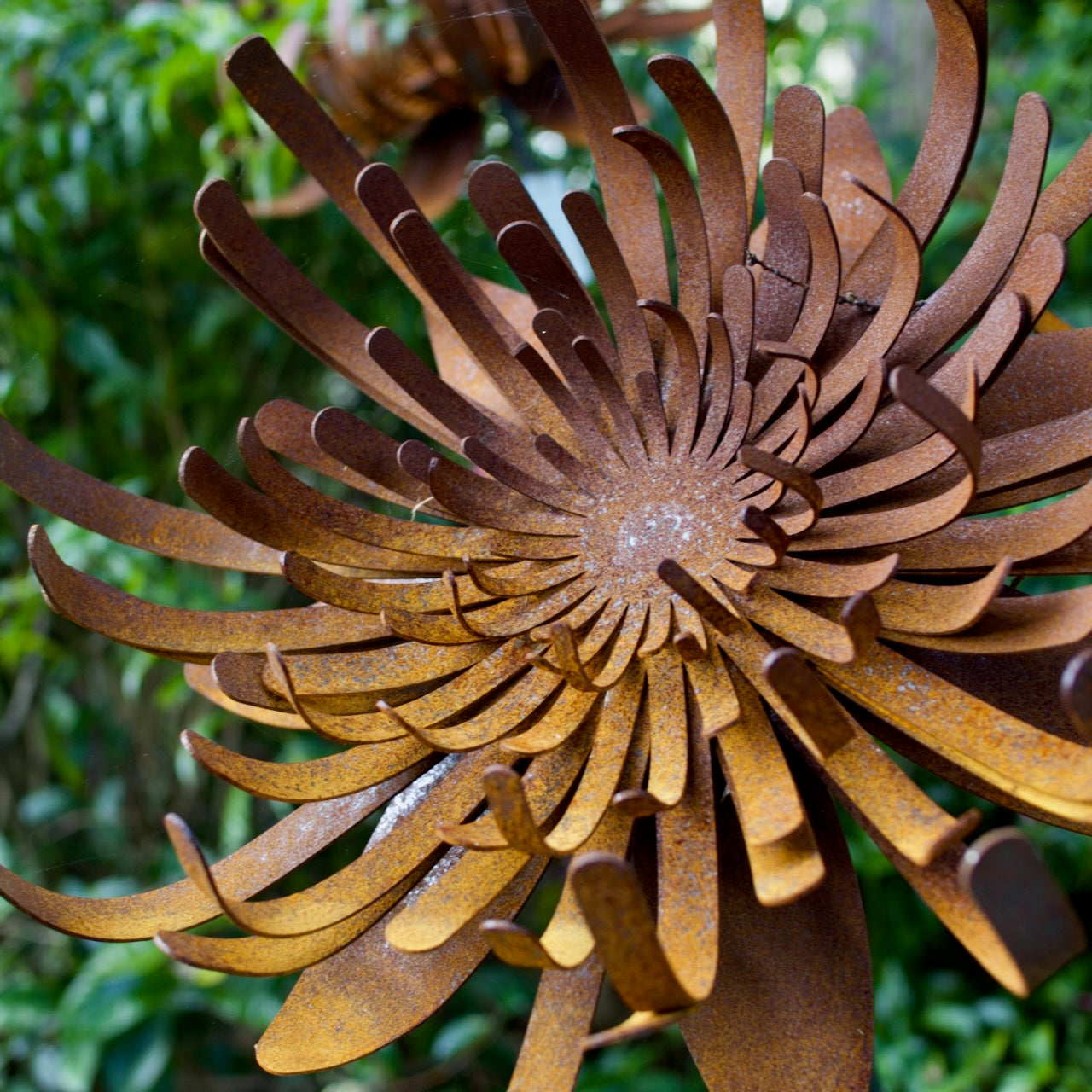 Corten steel Waratah flower garden sculptures on steel stakes with natural rust finish displayed amongst lush garden planting.