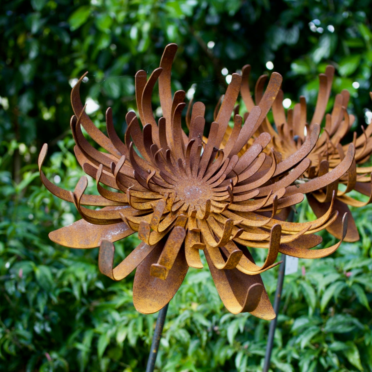 Corten steel Waratah flower garden sculptures on steel stake
