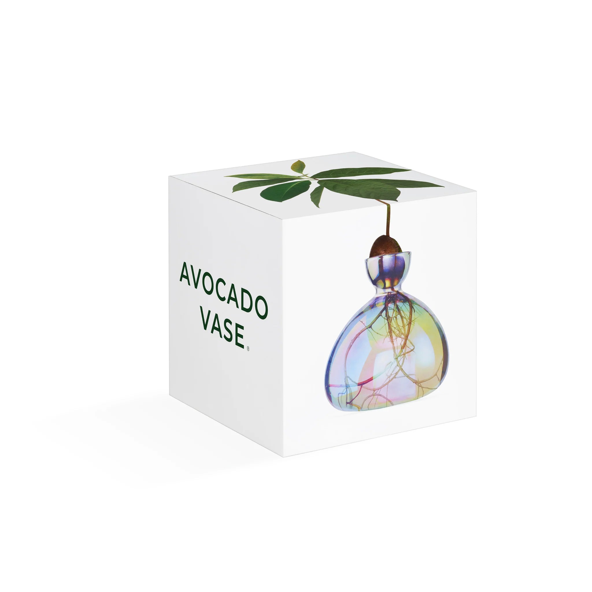 Avocado Vase Astra