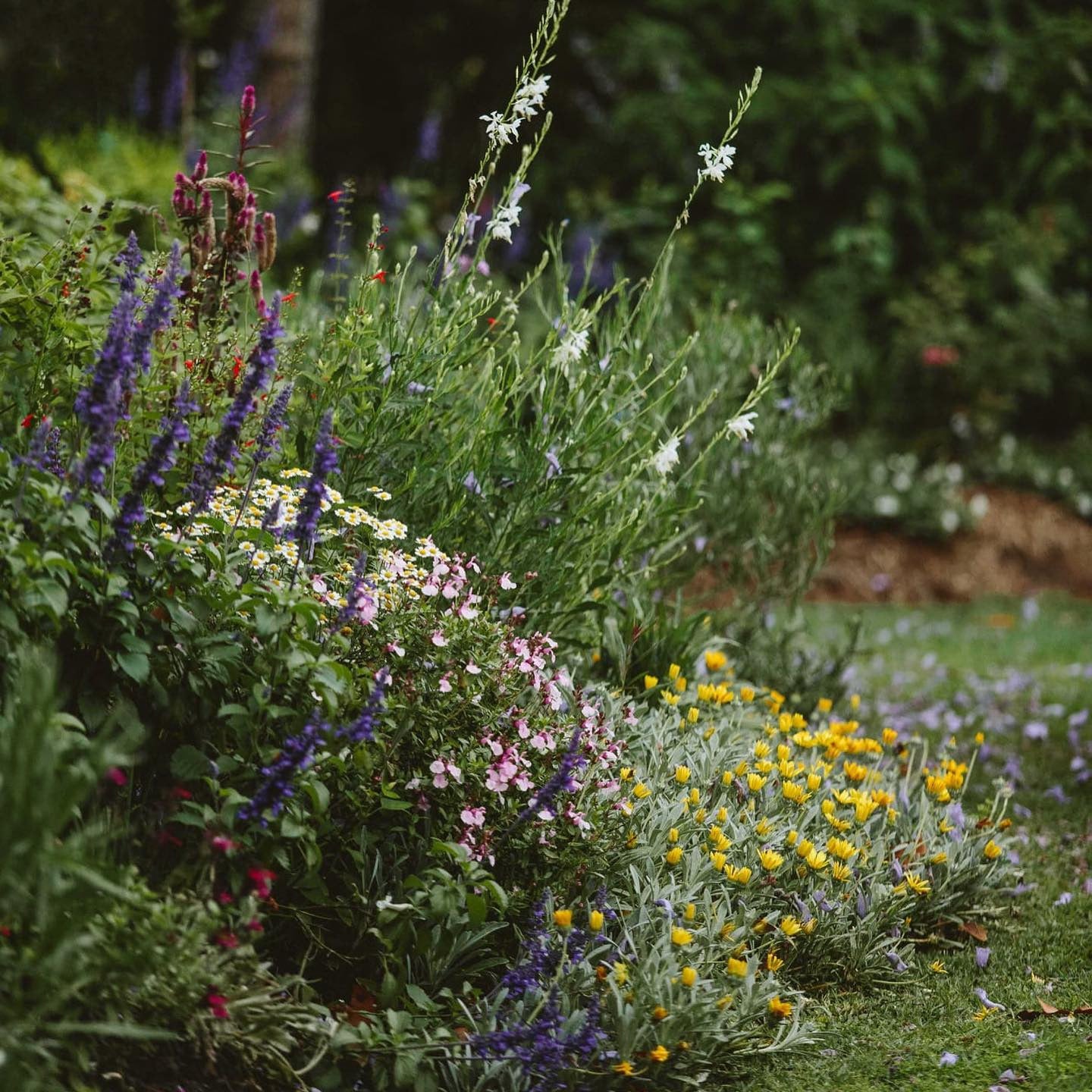 Cottage Gardening with Carol Kerkin 29th Oct