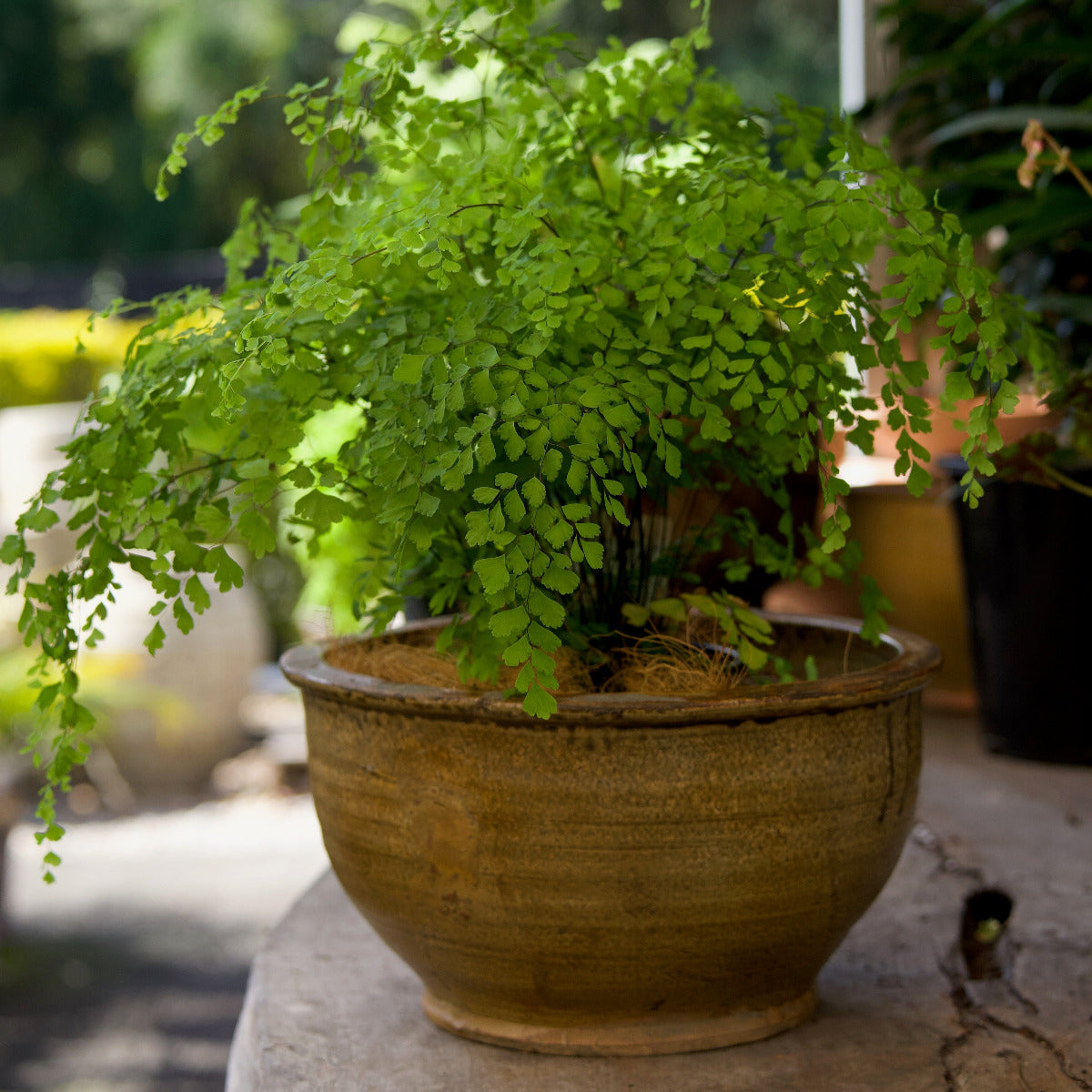 Antique Yellow Shallow Planter